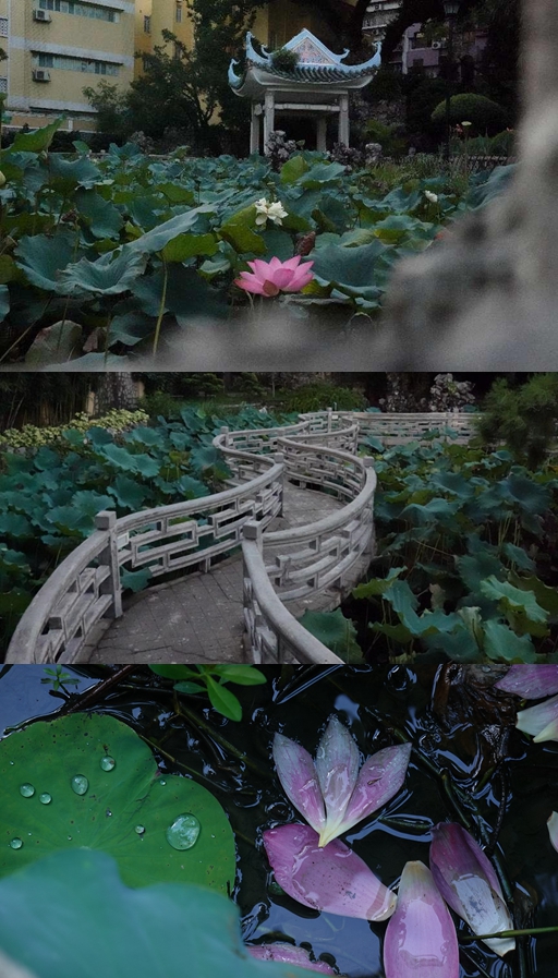 盧廉若公園。人民網(wǎng) 唐佳 攝