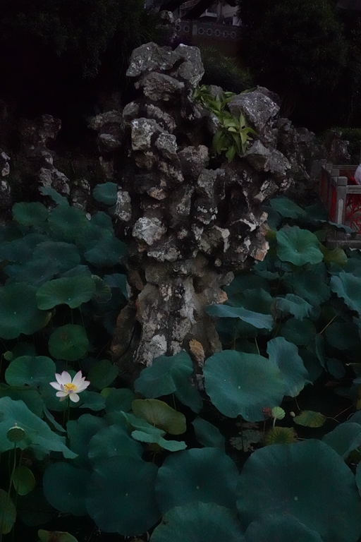 盧廉若公園的假山石。人民網(wǎng) 唐佳 攝