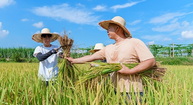 廣西羅城：早稻豐收測(cè)產(chǎn)忙